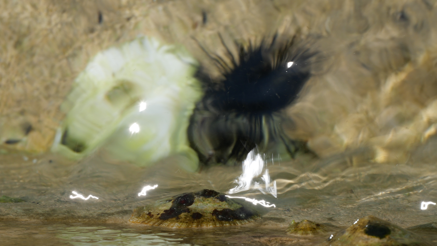 disvolved sea urchin beside white flake, below a shell on a port basin wall